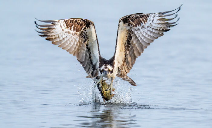 Special Award: Mark Smith