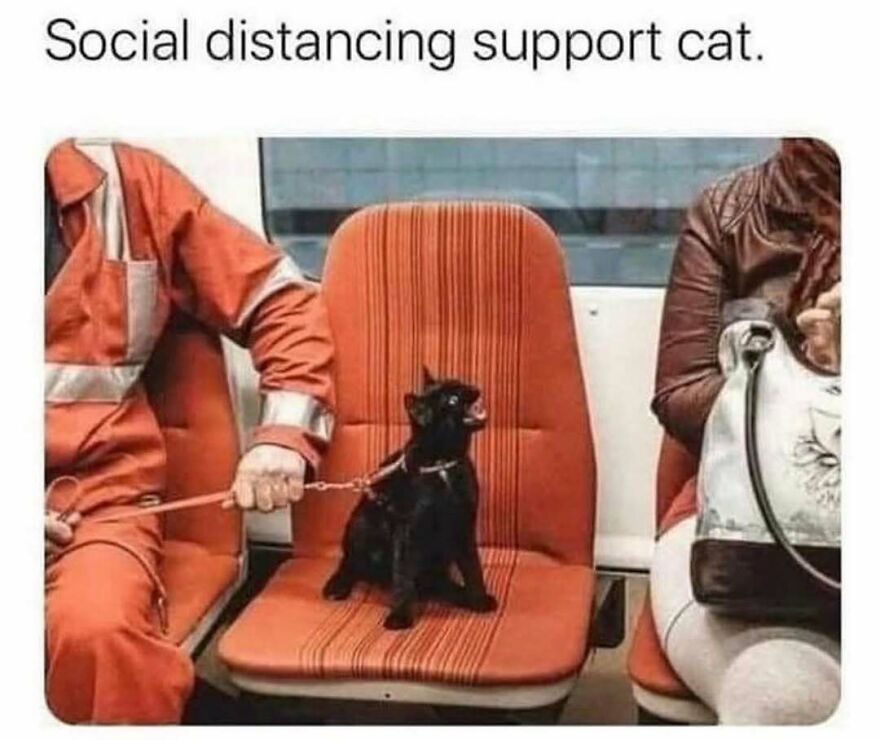 Black cat sitting on a seat between two people, humorously representing social distancing in a public setting.
