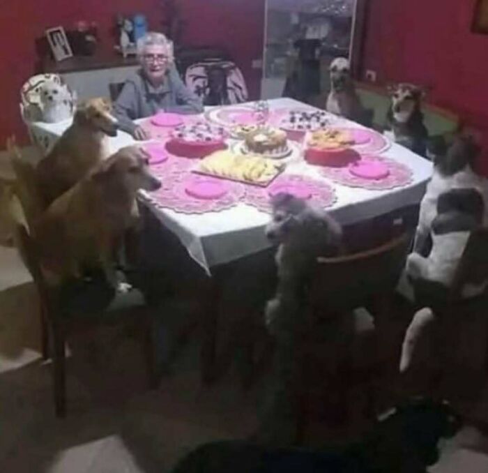 Elderly person sitting at a dining table with several dogs seated around as if having a meeting, cursed photo scenario.