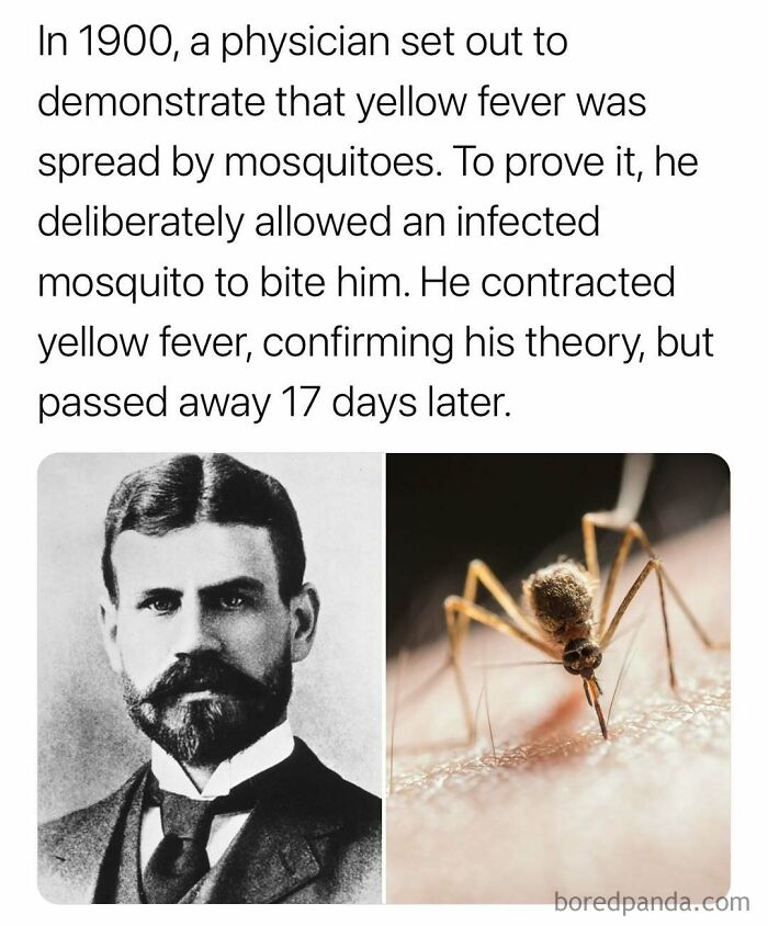 Physician proving yellow fever spread by mosquitoes with infected bite, highlighting surprising facts you may not forget.