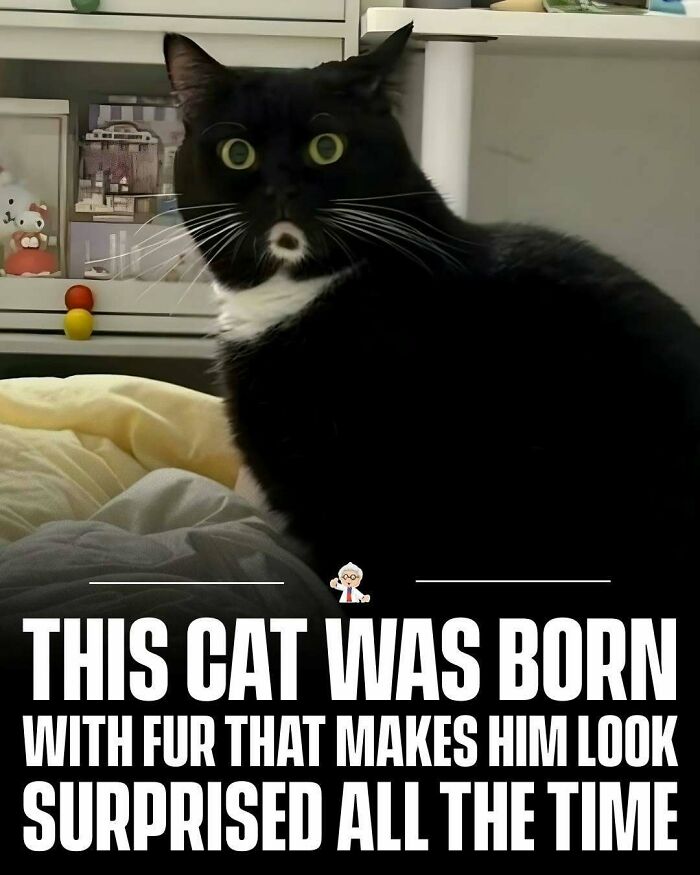 Black and white cat with unique fur pattern that makes it look surprised, featured in wholesome interesting facts worldwide.