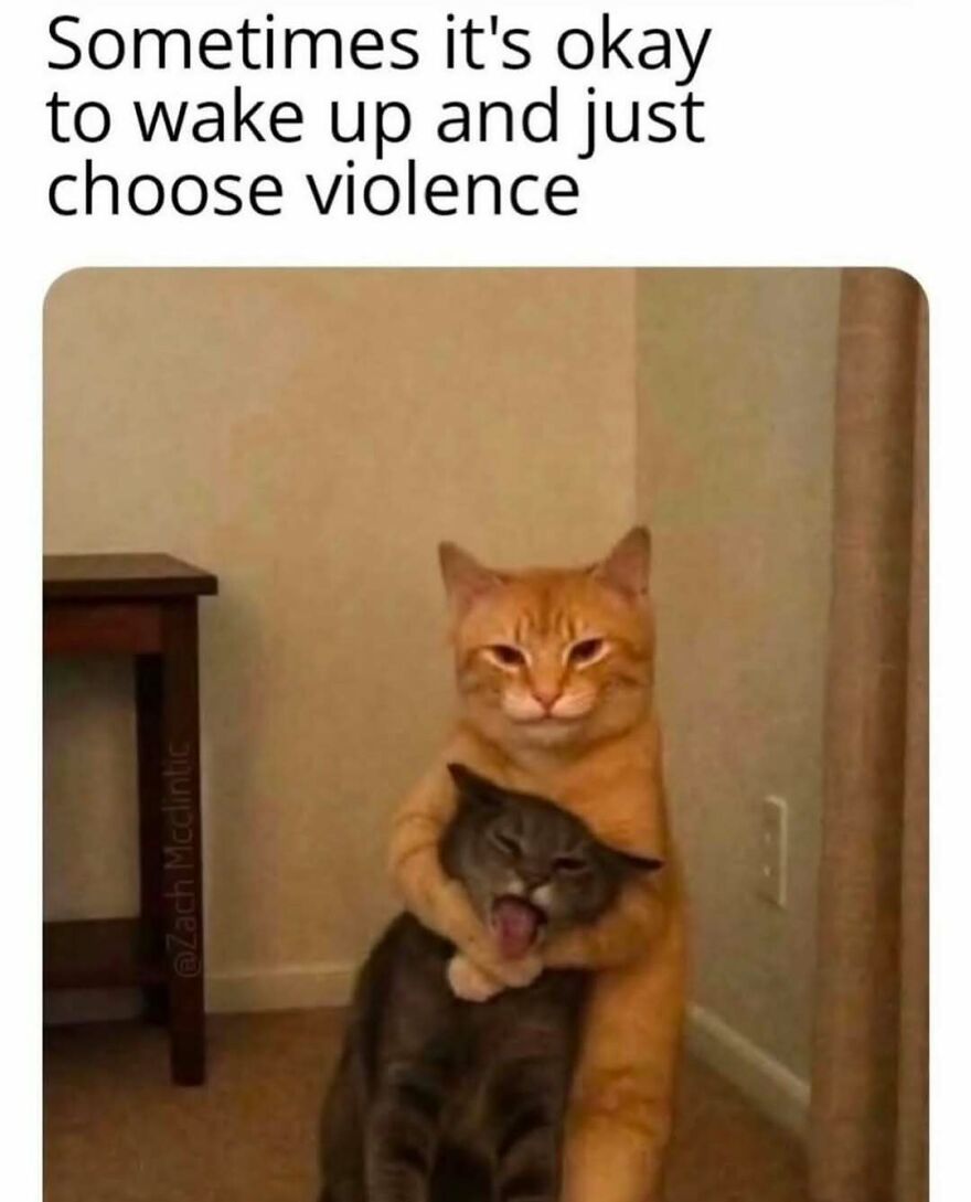 Two cats in a humorous meme, one hugging the other aggressively, fitting chucklesome cat memes internet humor.