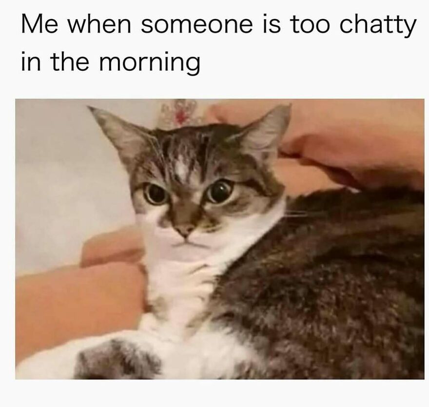Cat meme showing a grumpy cat being petted with caption about someone being too chatty in the morning.