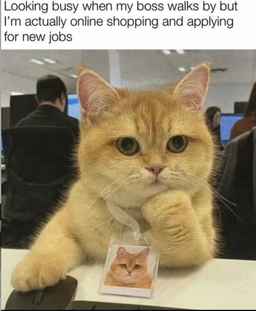 Cat meme showing a cat looking busy at work with a humorous caption about online shopping and job hunting.