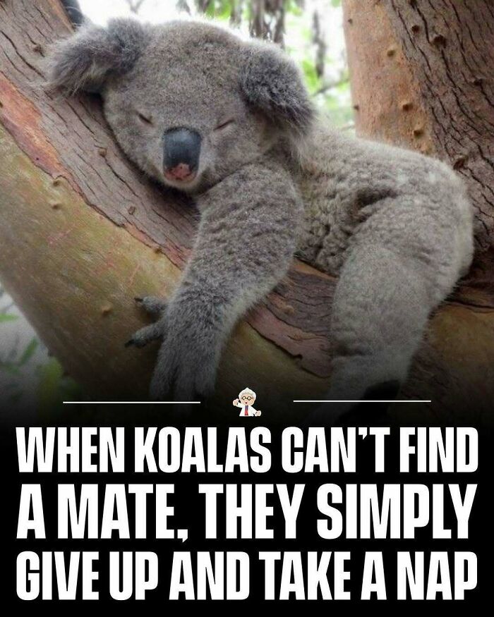 Sleeping koala resting on a tree branch illustrating wholesome and interesting facts from all over the world.