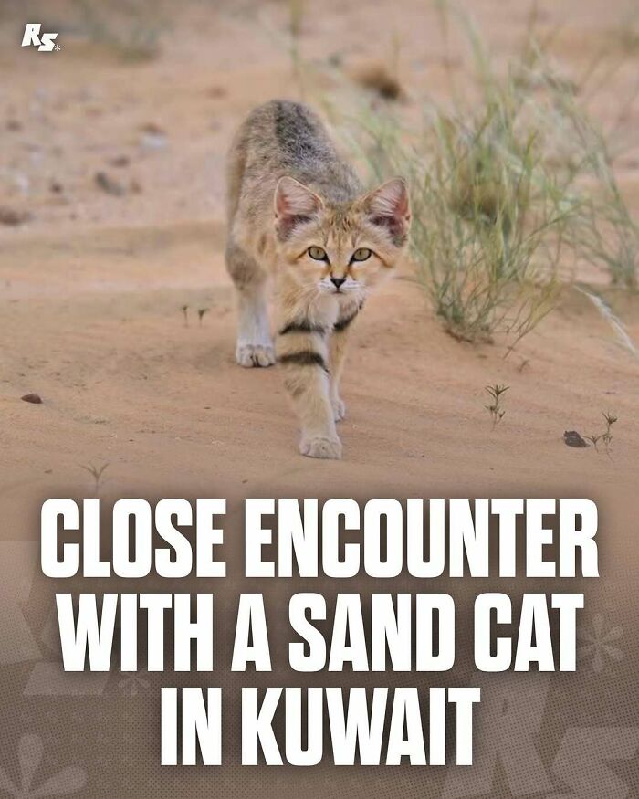 Sand cat walking in desert sand, a rare animal photo showcasing nature’s hidden gems in an arid environment.