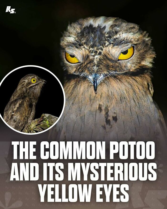 Close-up of the common potoo bird with intense yellow eyes, showcasing rare animal photos and nature’s hidden gems.