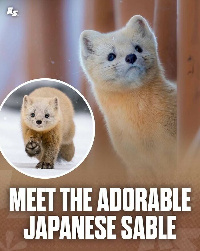 Japanese sable in natural habitat showing rare animal photo and exploring nature’s hidden gems in winter setting