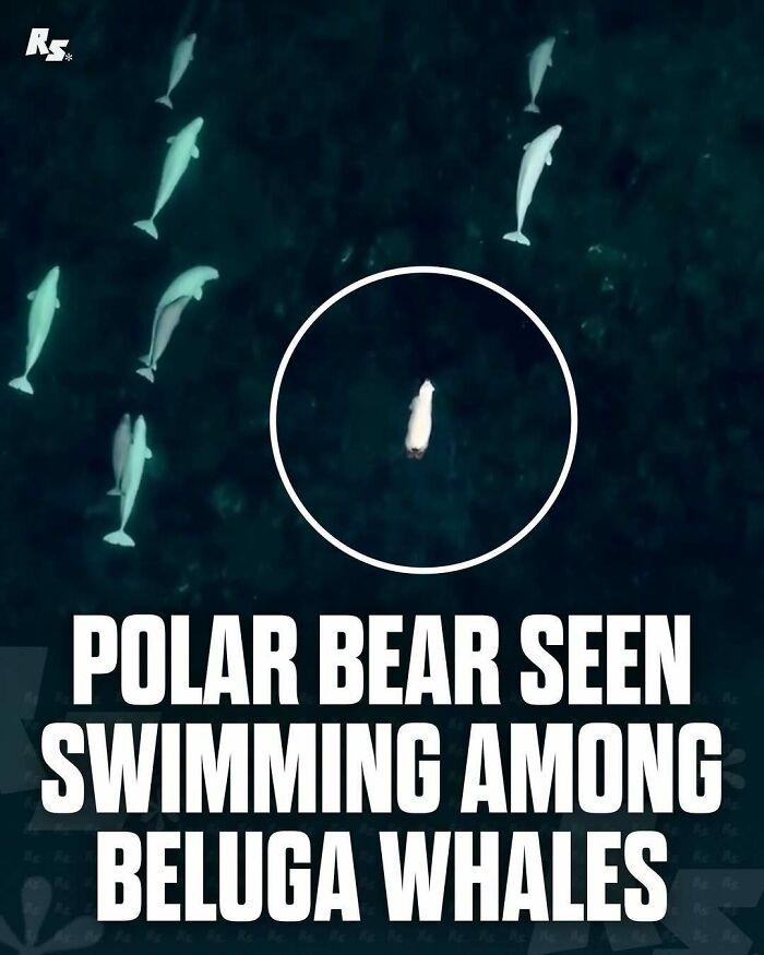 Polar bear swimming among beluga whales in rare animal photos capturing nature’s hidden gems.