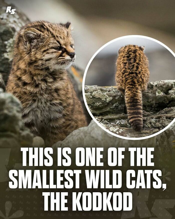 Rare animal photo of a small wild kodkod cat sitting on rocks, showcasing nature’s hidden gems in the wild.