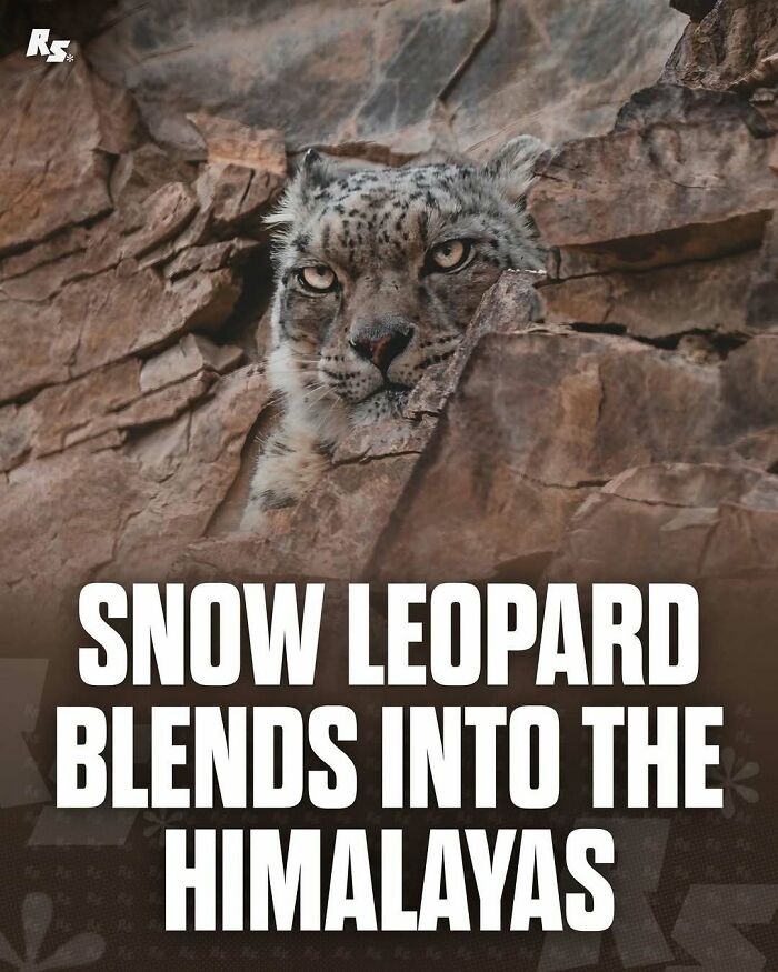 Snow leopard camouflaged among rocky Himalayas, showcasing one of nature’s hidden gems in rare animal photos.