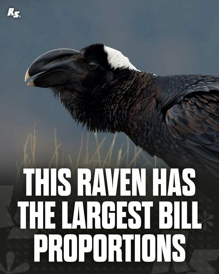 Close-up of a rare raven with the largest bill proportions featured in incredible and rare animal photos collection.