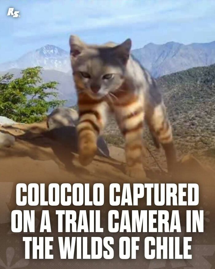 Rare animal photo of a colocolos captured in nature’s hidden gems on a trail camera in the wilds of Chile.