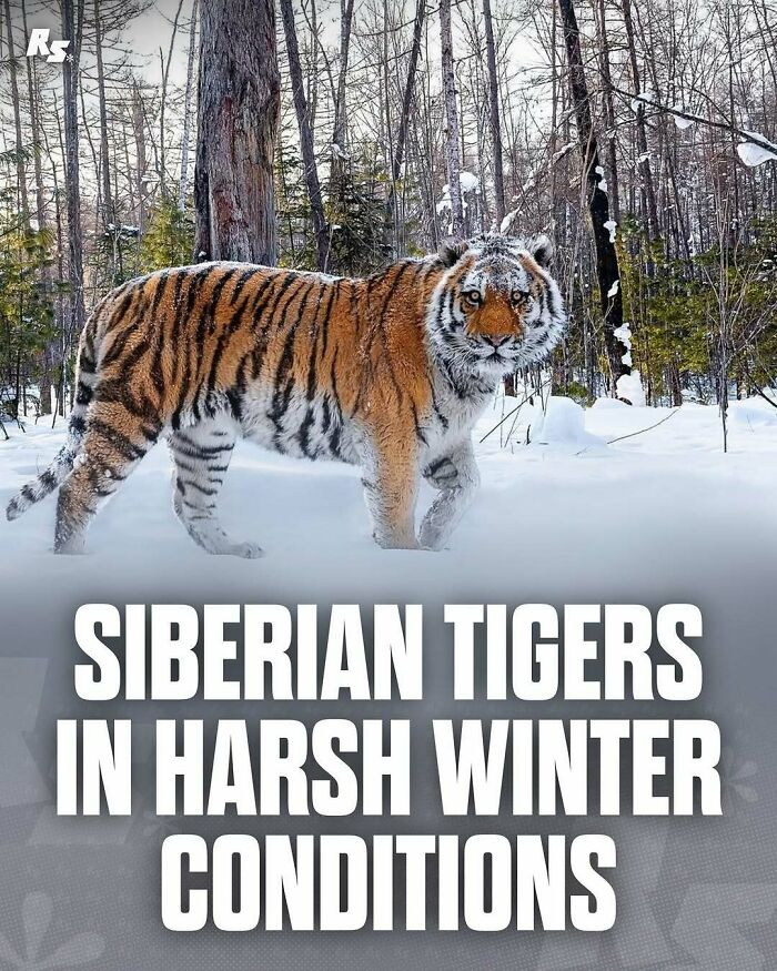 Siberian tiger standing in snowy forest showcasing rare animal photos of nature’s hidden gems in harsh winter conditions.