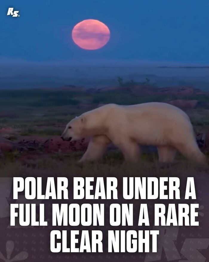 Polar bear walking at night under a full moon, showcasing incredible and rare animal photos in nature's hidden gems.