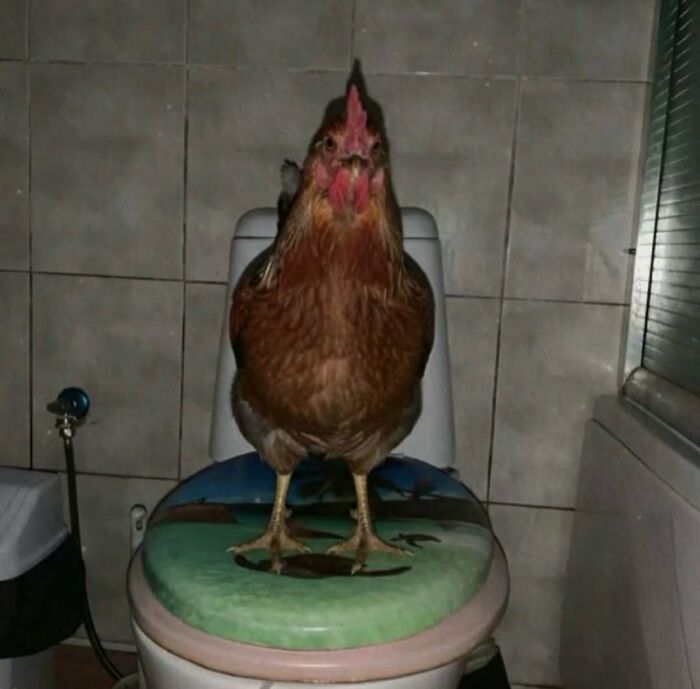 Chicken sitting on a closed toilet seat in a tiled bathroom, an example of cursed photos that confuse and amuse viewers.