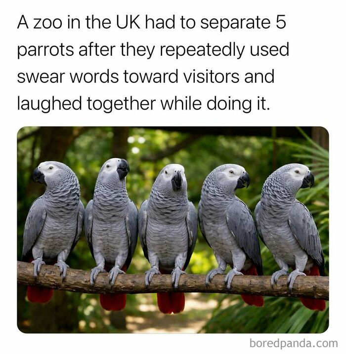 Five parrots at a UK zoo separated for repeatedly using swear words and laughing together in a surprising fact.