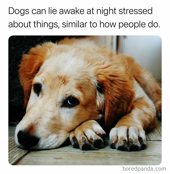 A close-up of a golden retriever lying awake, illustrating surprising facts about stress in dogs like humans.