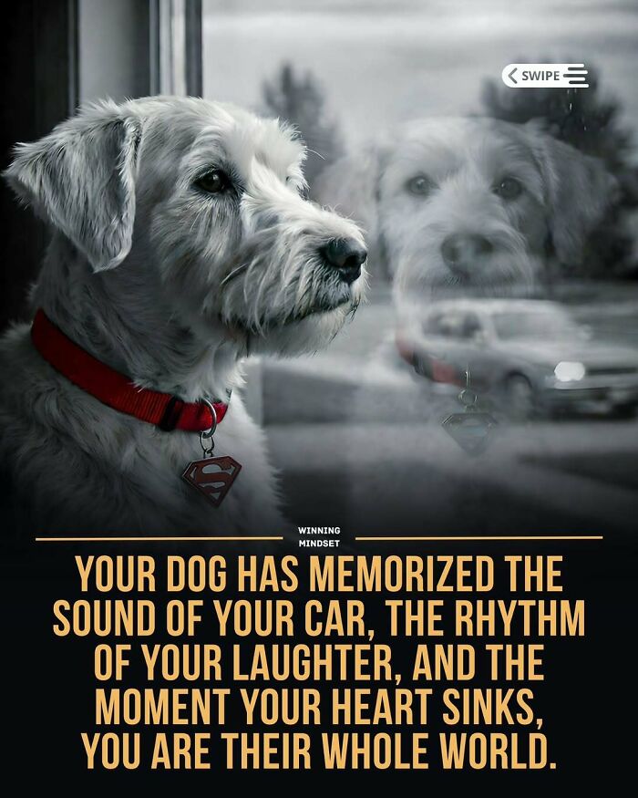 Dog wearing a red collar with a superman tag looking out window, symbolizing good news and positive mindset worldwide.