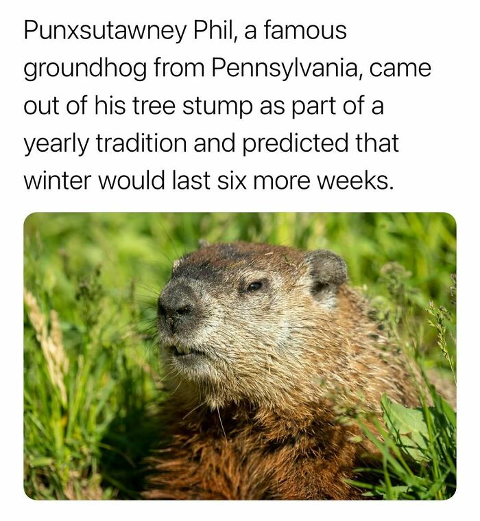 Groundhog Punxsutawney Phil emerging from a tree stump, a surprising fact about traditional weather prediction.