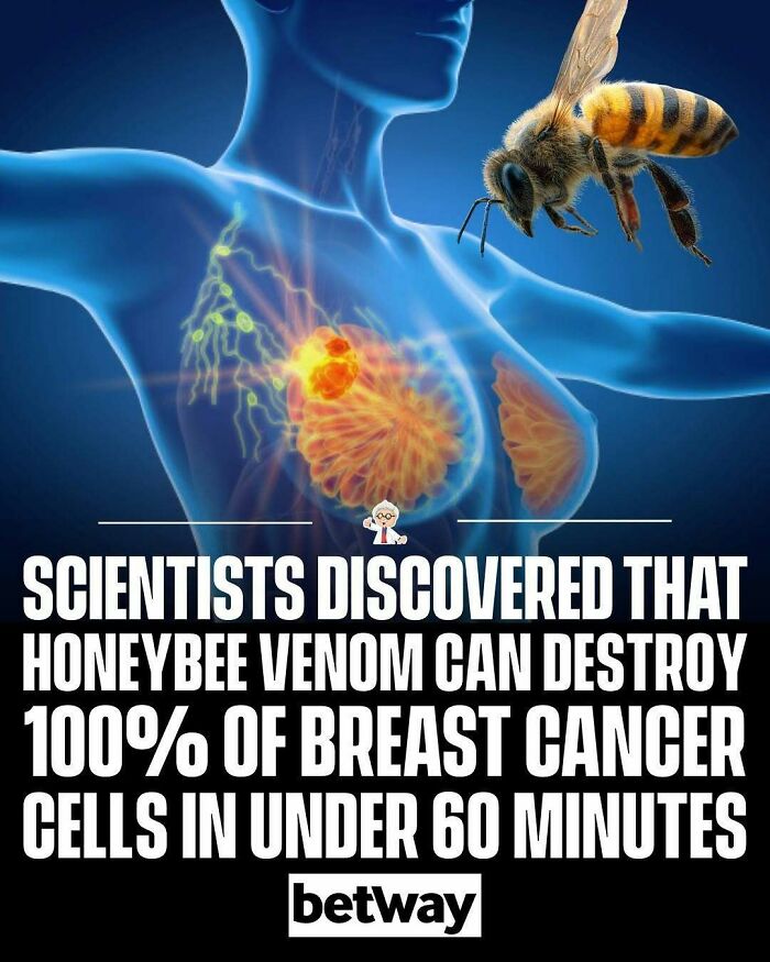 Illustration showing honeybee near a breast cancer cell with facts about honeybee venom destroying cancer cells quickly.