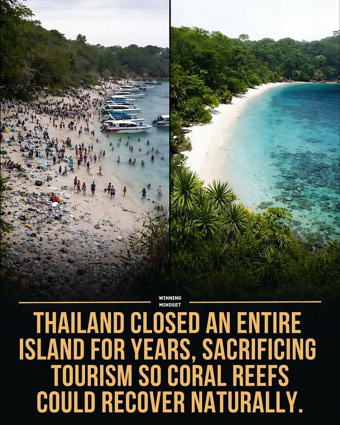 Thailand island closed for years, allowing coral reefs to recover naturally, good news from around the world improving life.