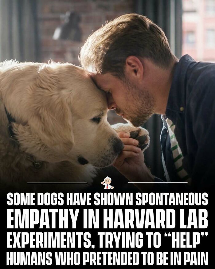 Man and dog sharing a tender moment illustrating empathy, a wholesome fact from interesting stories around the world.