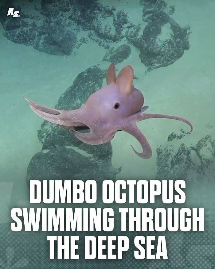 Dumbo octopus swimming in deep sea, showcasing one of nature’s rare and incredible animal photos underwater.