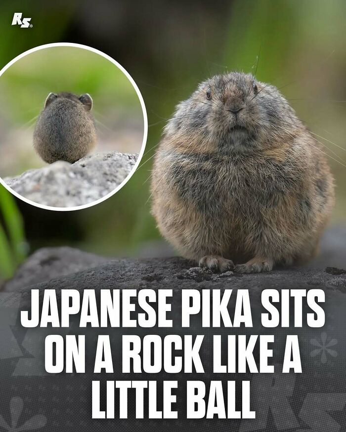 Japanese pika sitting on a rock, showcasing an incredible and rare animal in nature’s hidden gems collection.