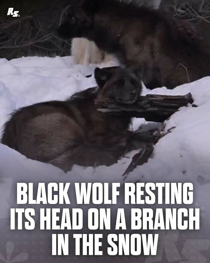 Black wolf resting head on a branch in the snow, showcasing rare animal photo in nature’s hidden gems.