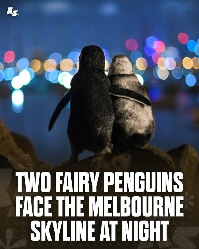 Two rare penguins sitting together facing the vibrant Melbourne skyline at night, showcasing nature’s hidden gems.