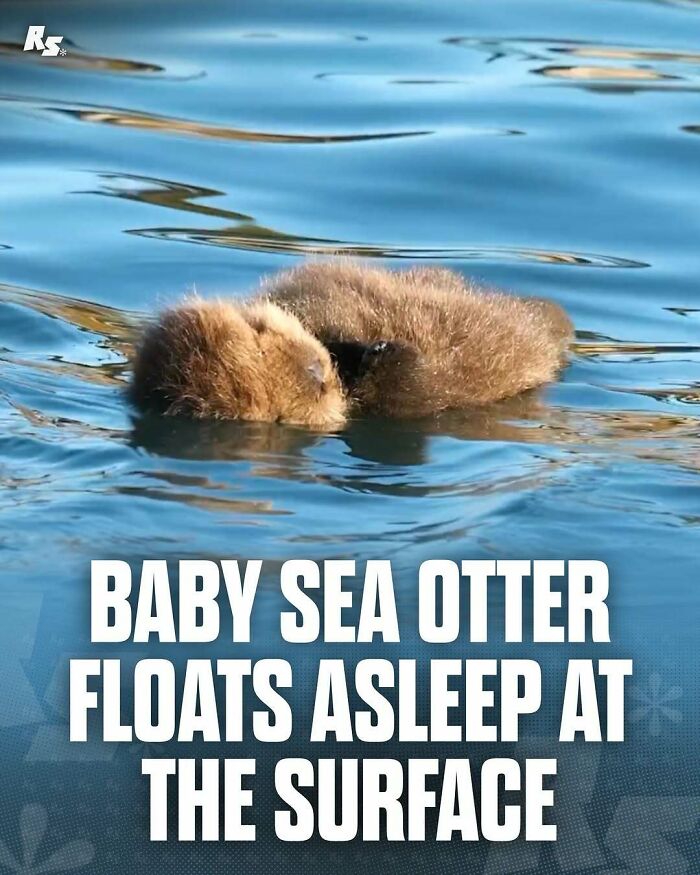 Baby sea otter floats asleep on water surface showcasing rare animal photos in nature's hidden gems.