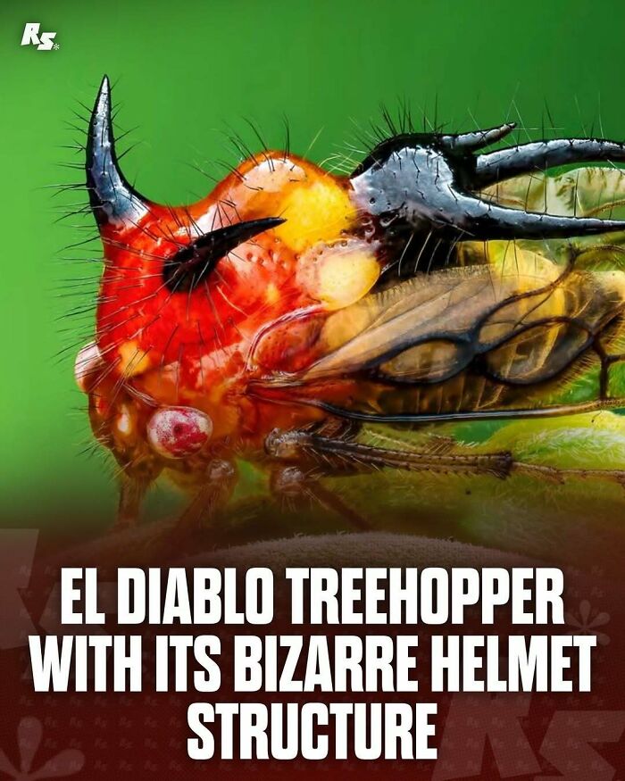 Close-up of El Diablo treehopper showcasing its bizarre helmet structure in a rare animal photo highlighting nature’s hidden gems.