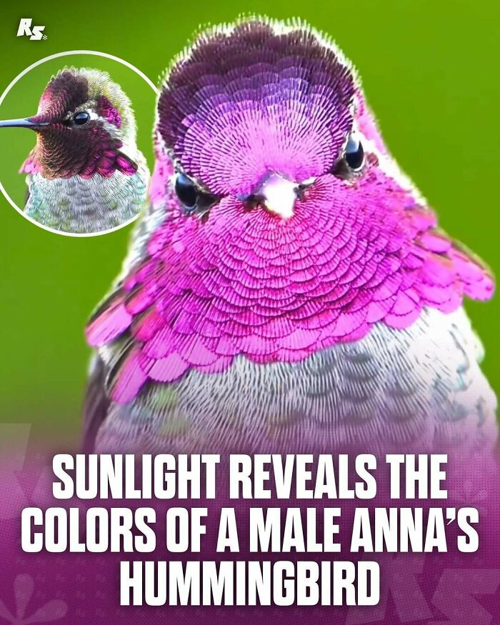 Close-up of a male Anna’s hummingbird showing vibrant feathers, one of nature’s hidden gems in rare animal photos.