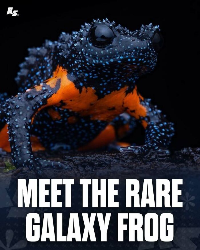 Close-up of a rare Galaxy Frog showing bright orange and blue spots, a hidden gem in incredible and rare animal photos.