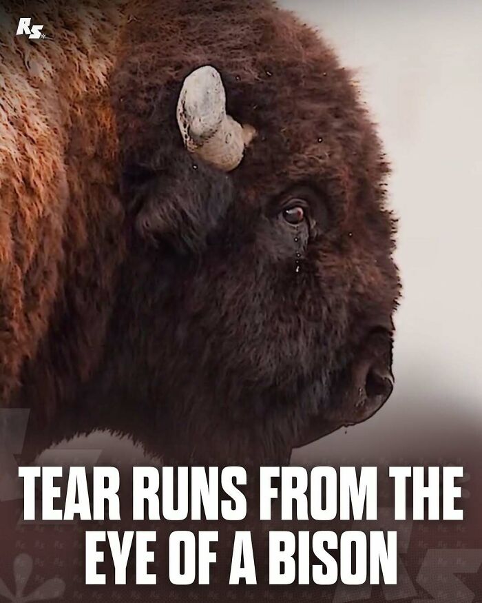 Close-up of a bison with a tear running from its eye, showcasing rare animal photos of nature’s hidden gems.