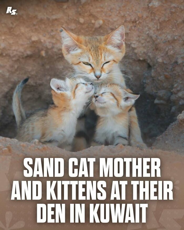 Sand cat mother with two kittens at their den, showcasing rare and incredible animal photos from nature’s hidden gems.