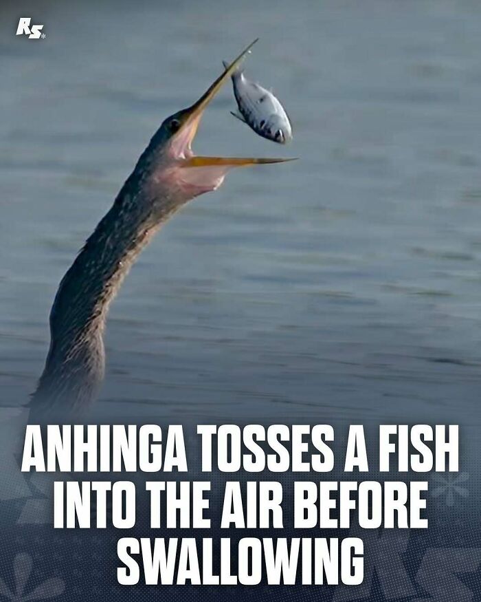 Anhinga tossing a fish into the air over water, showcasing rare animal behavior in nature’s hidden gems photos.
