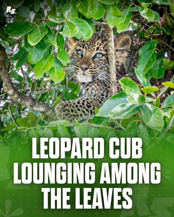 Leopard cub resting in dense green foliage, showcasing one of nature’s hidden gems in rare animal photos.