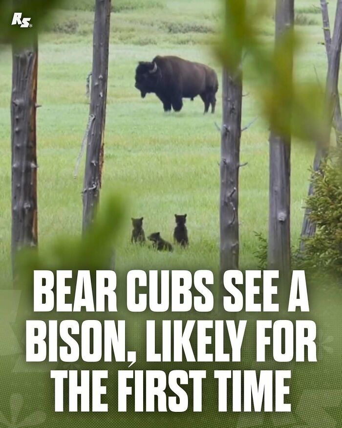 Bear cubs observing a bison in a grassy field surrounded by trees, showcasing rare animal photos in nature.