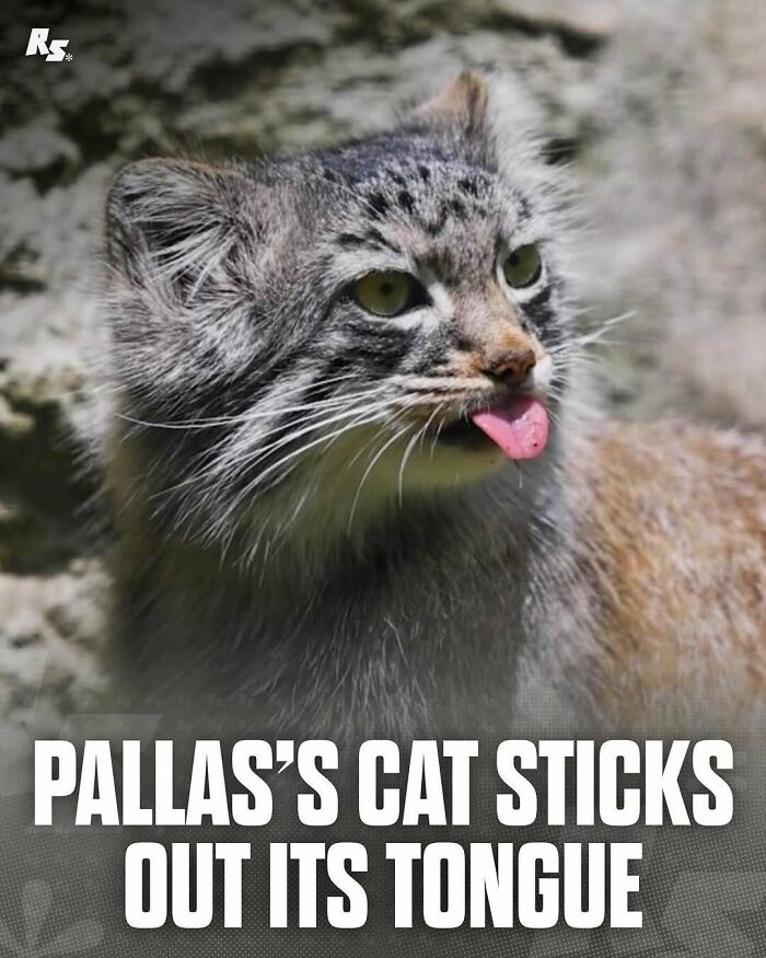 Rare Pallas's cat sticking out its tongue in a close-up animal photo showcasing nature’s hidden gems.