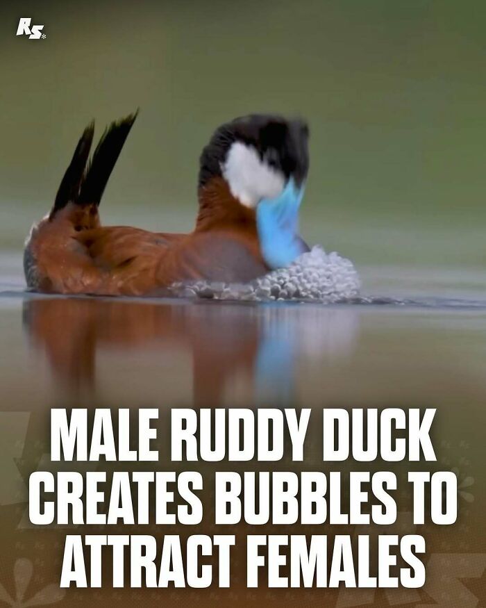 Male ruddy duck creating bubbles in water, showcasing rare animal behavior in nature’s hidden gems photo collection.