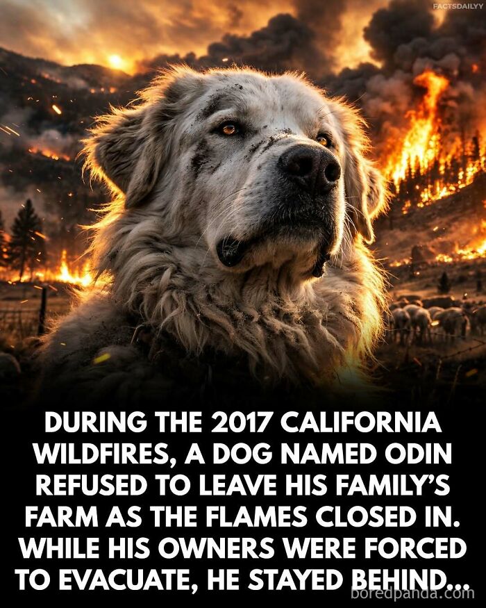 Large dog with a determined expression stands in front of raging wildfires, illustrating surprising facts about loyalty during disasters.