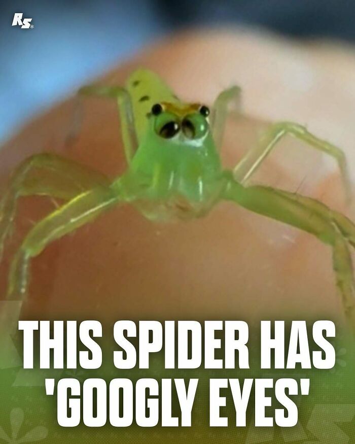 Close-up of a rare green spider with unique googly eyes, showcasing nature’s hidden gems in incredible animal photos.