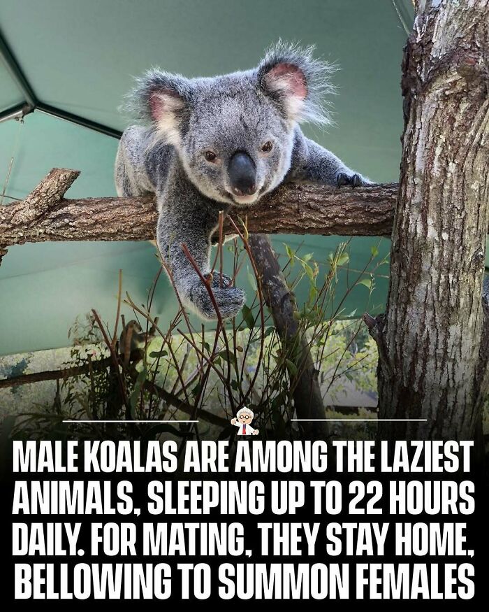 Koala facts showing male koalas' behavior, sleeping habits, and mating calls in interesting facts from around the world.