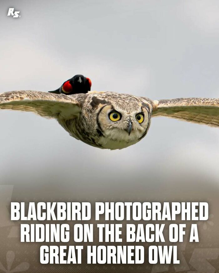 Great horned owl in flight with a blackbird on its back, showcasing rare animal behavior in nature’s hidden gems.