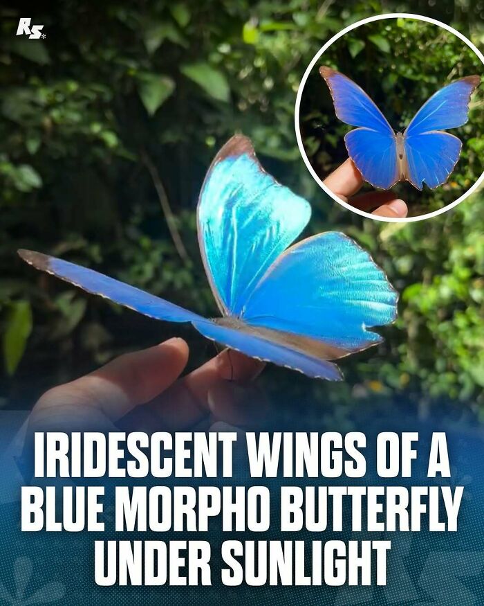 Blue morpho butterfly with iridescent wings perched on a hand, showcasing rare animal colors in nature’s hidden gems.