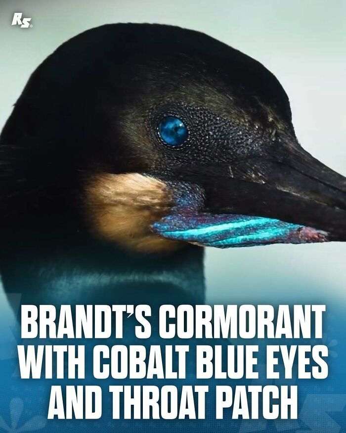 Close-up of Brandt’s cormorant showing rare cobalt blue eyes and throat patch in incredible animal photo.