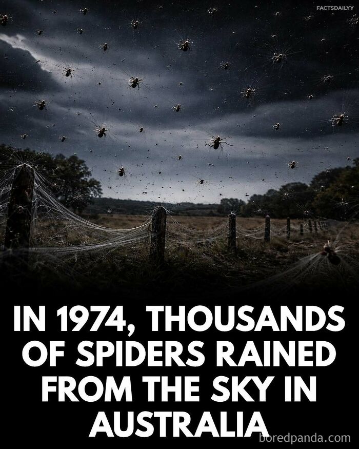 Thousands of spiders suspended on webs rain from the sky in Australia, illustrating a surprising and unforgettable fact.