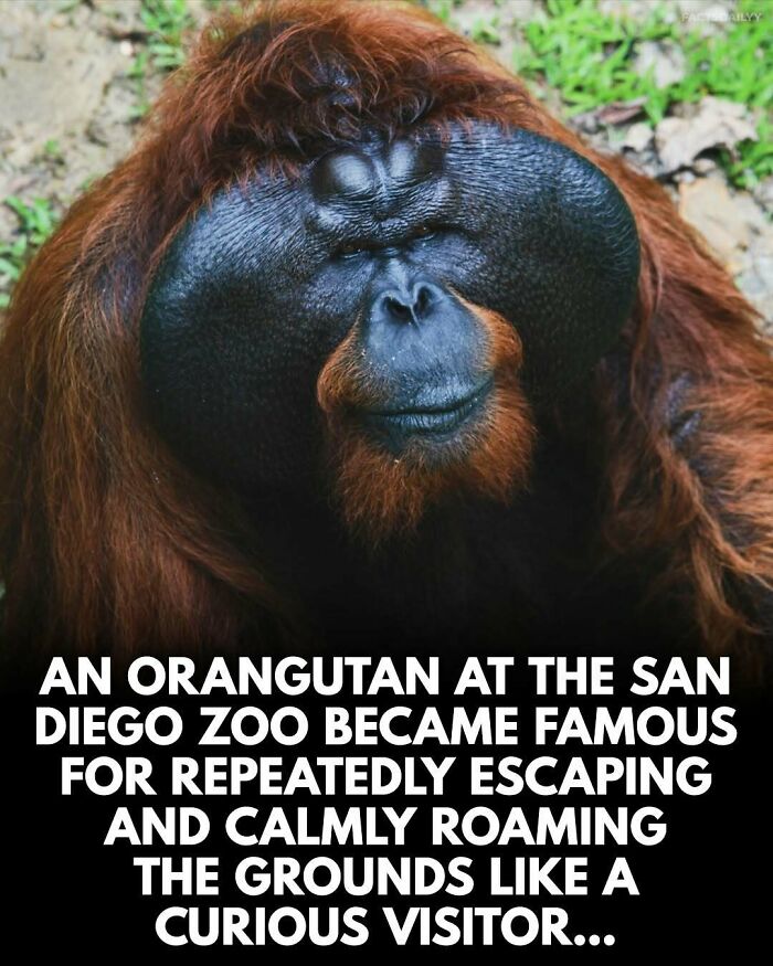 Orangutan at San Diego Zoo known for escaping and roaming calmly, a surprising fact you may not forget.